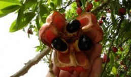Ackee & Saltfish