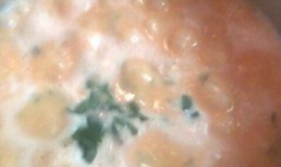 Fasole Cu Sos De Smantana