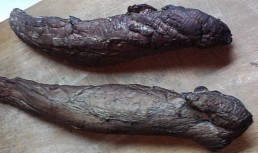 Muschi montana de casa