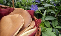 Pancakes cu miere si mac