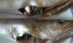 Peste al cartoccio sau in punga la cuptor