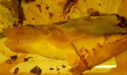 Pui invelit in foietaj cu sos de mustar