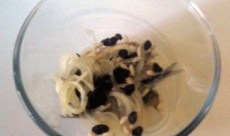 Sardine in saor - mancare venetiana