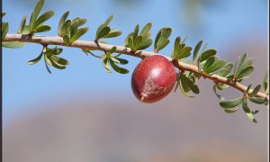 5 Uleiuri Naturale Preferate De Vedete, Pe Care Ar Trebui Sa Le Incerci