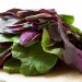 Salată de lobodă crudă. Rețetă de primăvară, gustoasă și sănătoasă