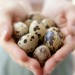 15 beneficii neașteptate ale oului de prepelită. Învață cum să le folosești în avantajul tău!
