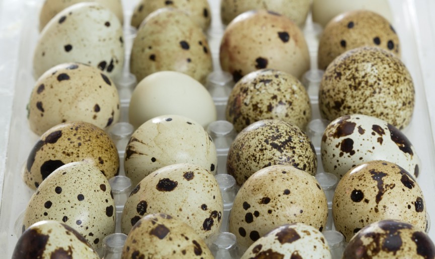 Cum se fierb corect și cum se curăță ouăle de prepeliță