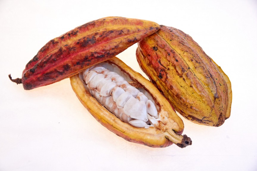 Fruct de cacao din soiul Criollo