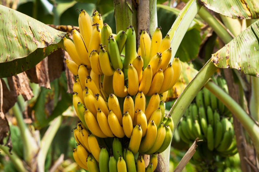 arborele de banane