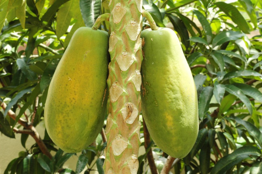 arbore de papaya